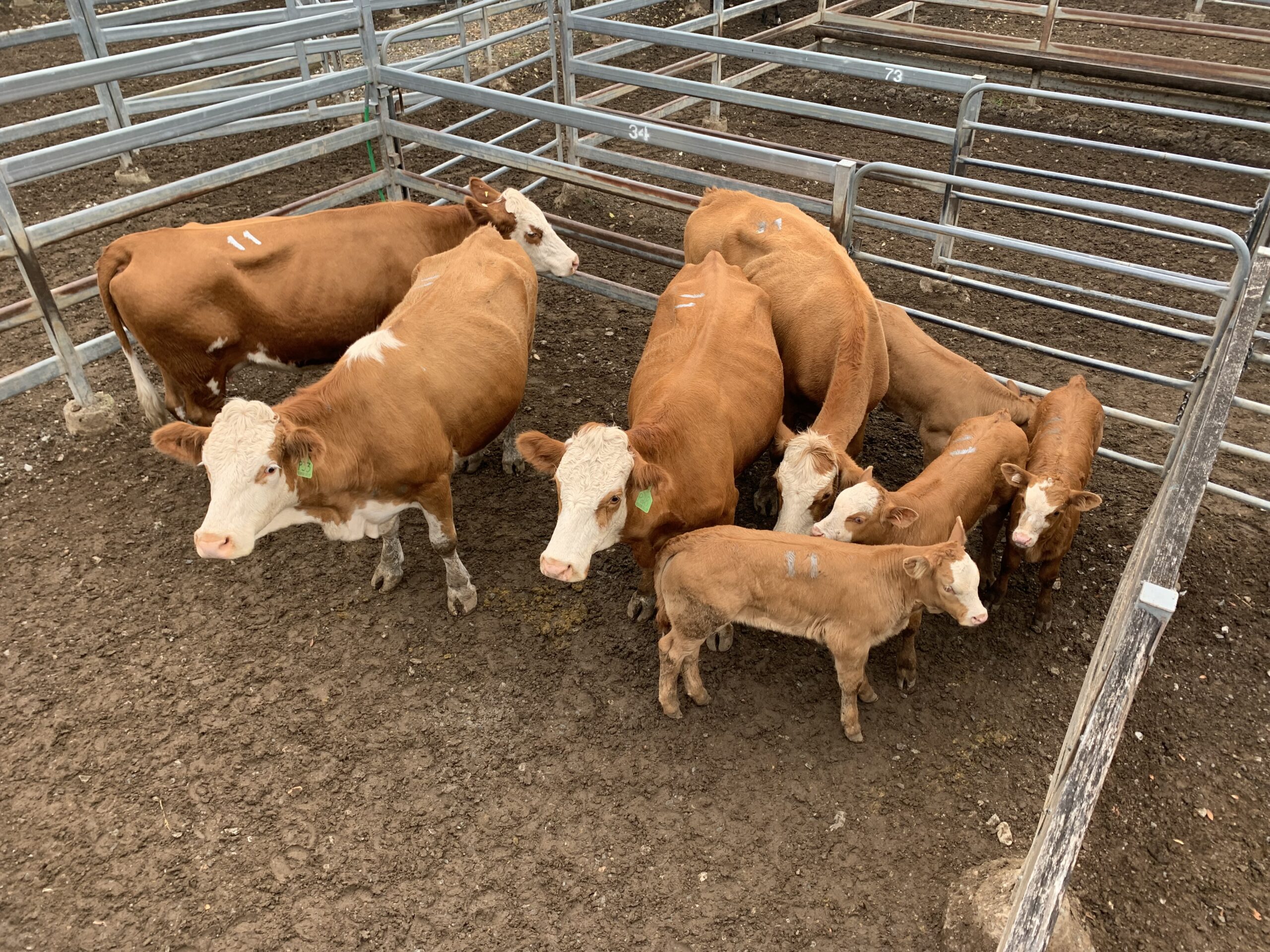 Toogoolawah Store Sale 21/10/2022 Shepherdson & Boyd