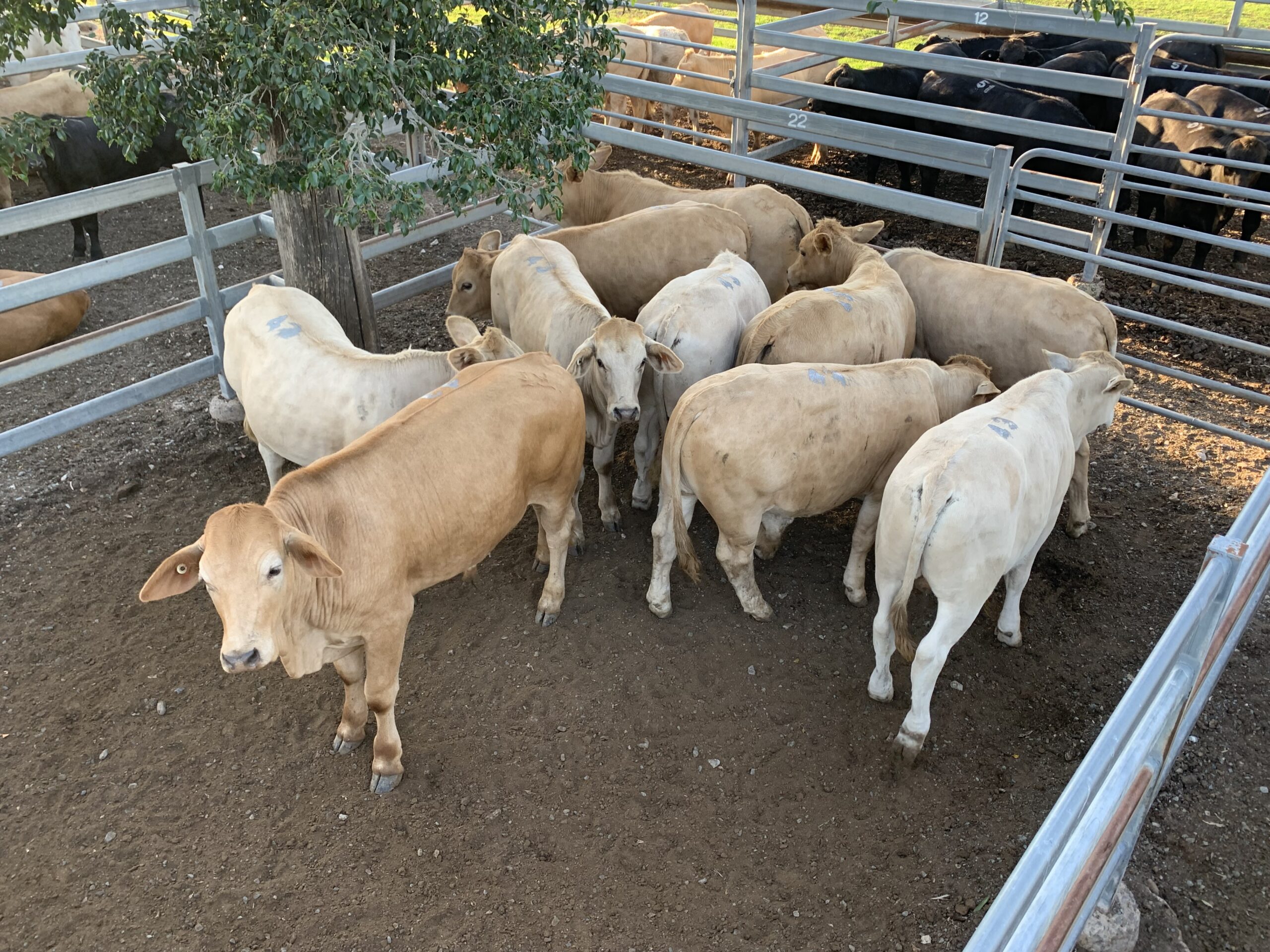 Toogoolawah Store Sale 17/3/23 Shepherdson & Boyd